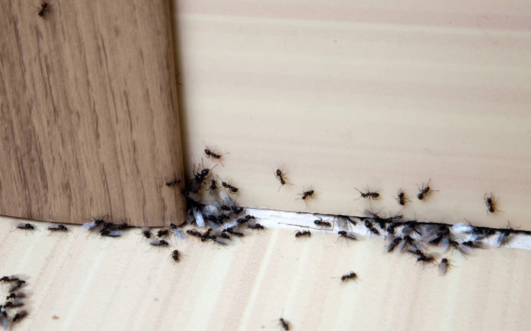 How to Get Rid of Ants in Your Home: Effective and Safe Solutions